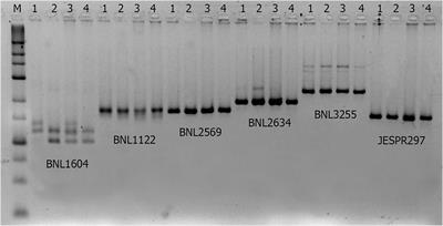 Development of Superior Fibre Quality Upland Cotton Cultivar Series ‘Ravnaq’ Using Marker-Assisted Selection